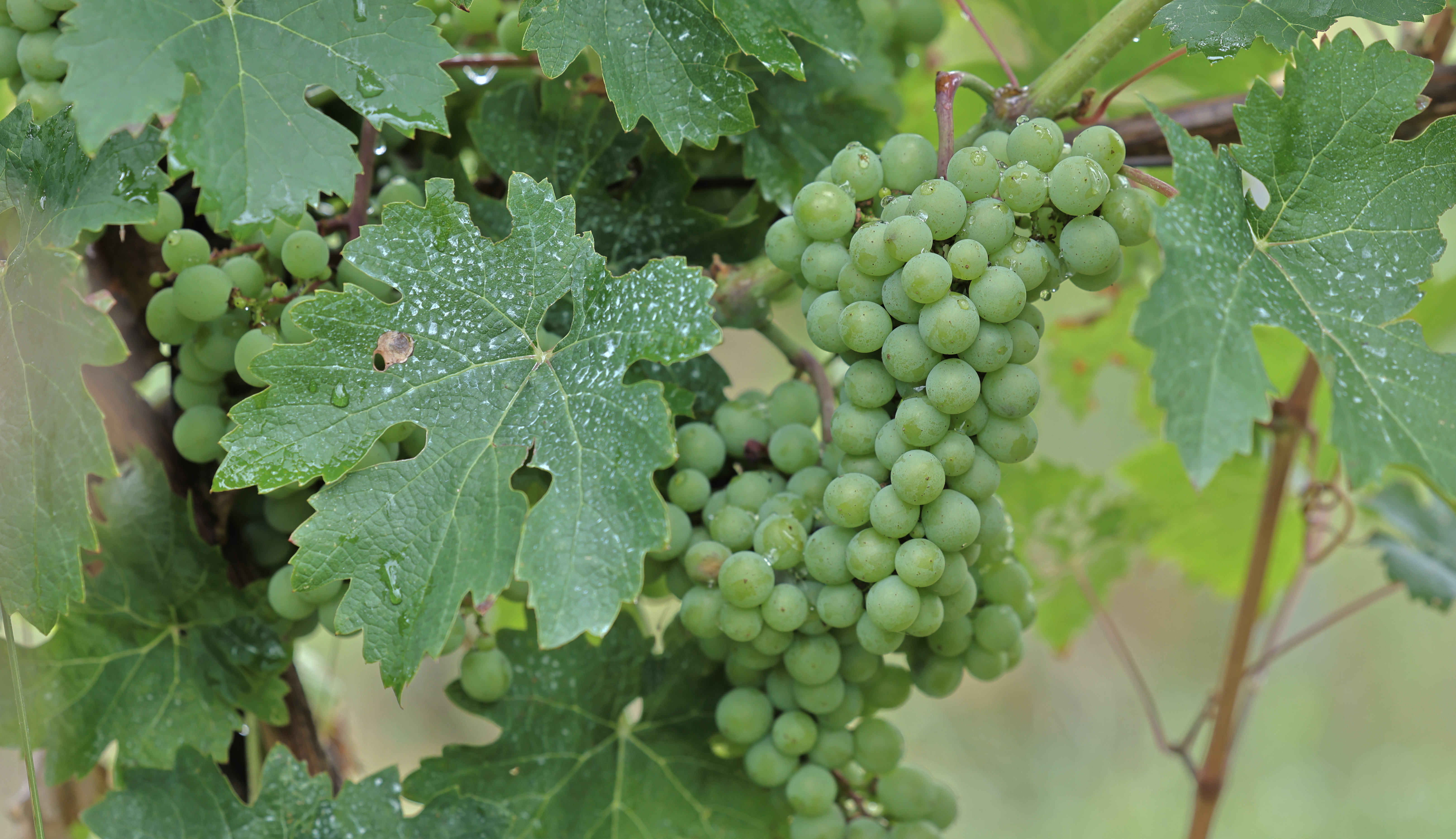 Cabernet Franc grapes growing on a vine.